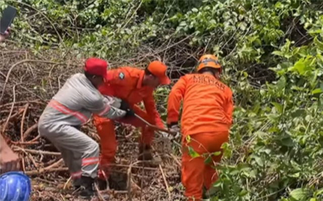 Explosão de resgates: Sorriso lidera ocorrências com animais silvestres em MT